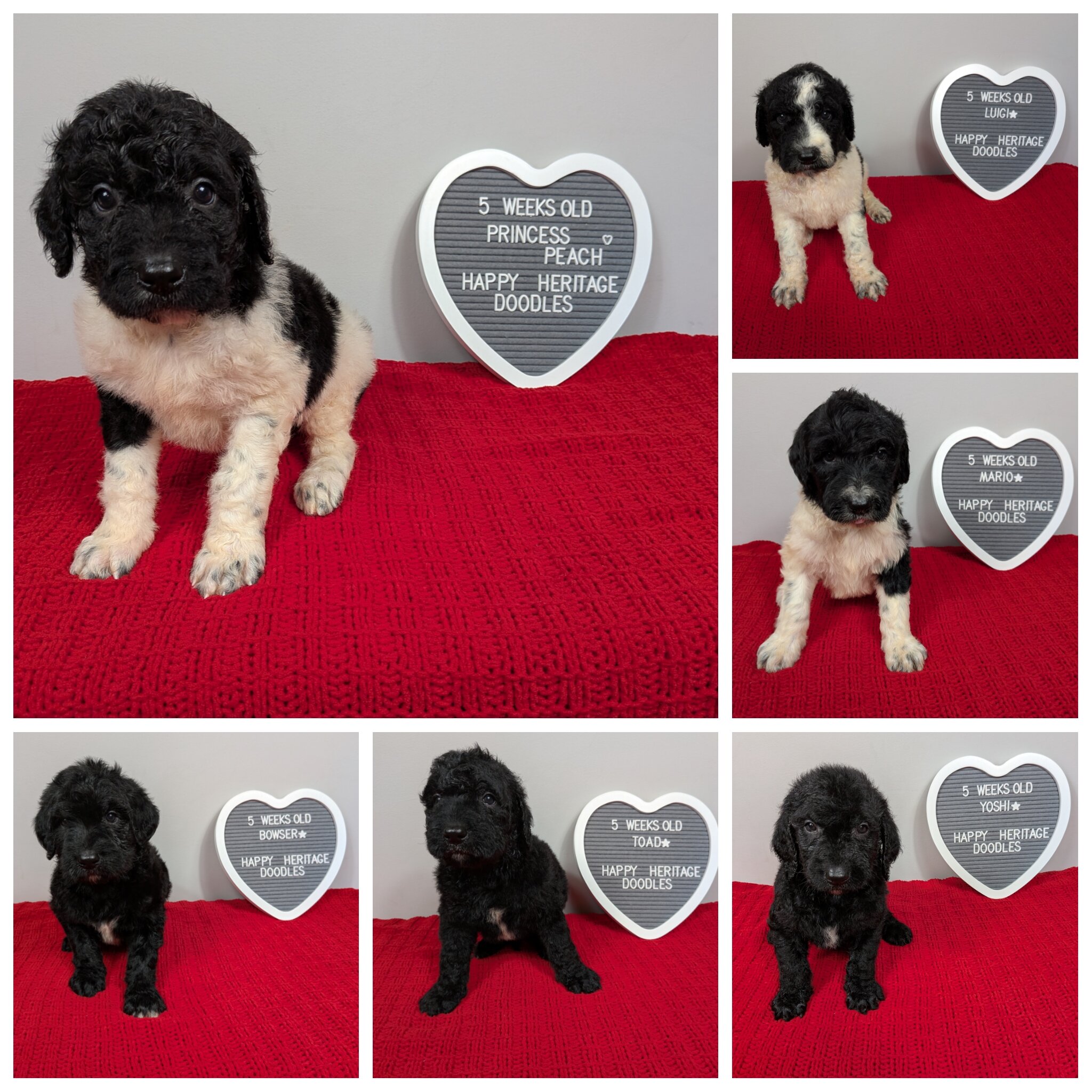 F1b Goldendoodles image 1