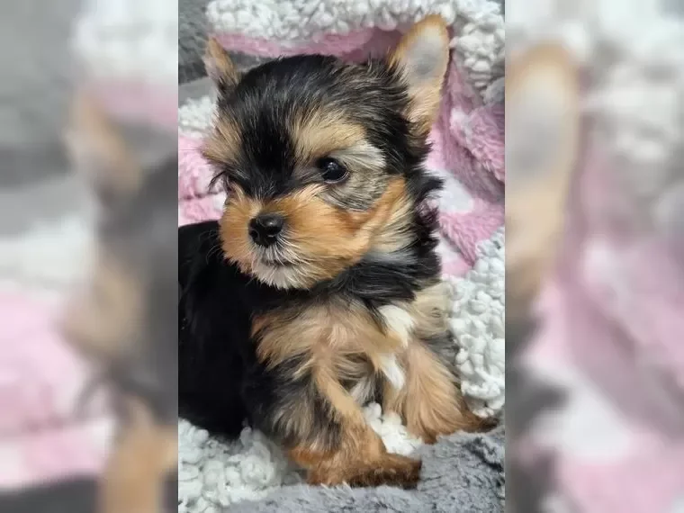 Adorable Yorkshire Terrier puppies image 1