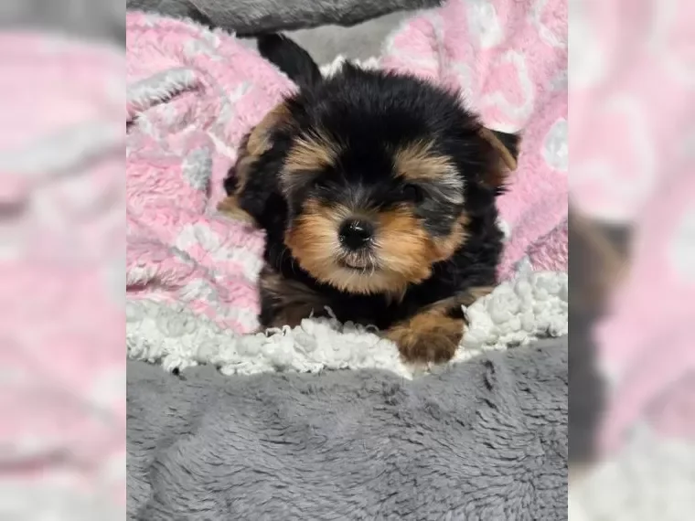 Adorable Yorkshire Terrier puppies image 5