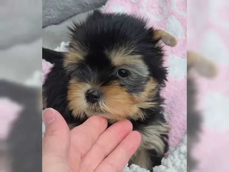 Adorable Yorkshire Terrier puppies image 7