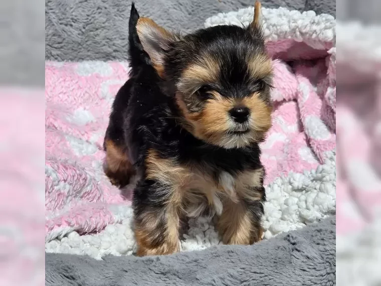 Adorable Yorkshire Terrier puppies image 3