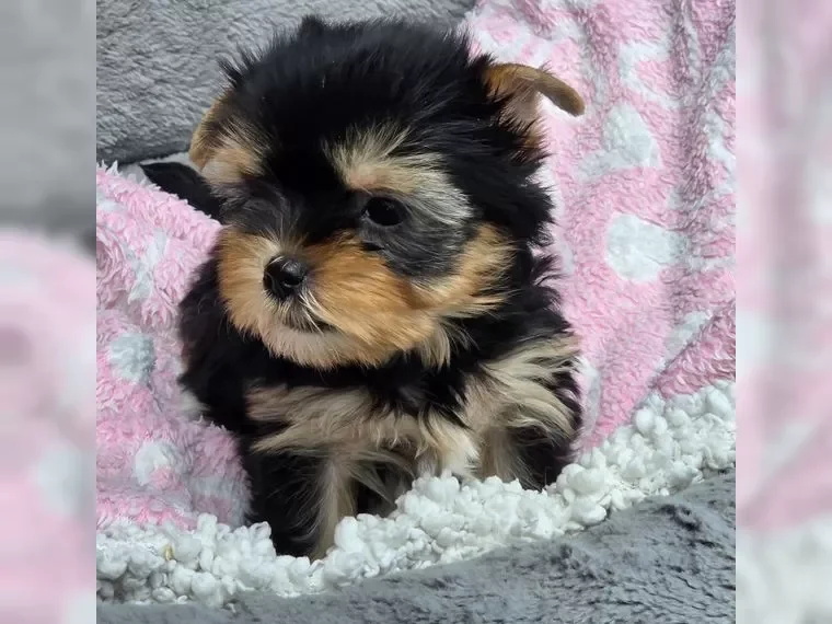 Adorable Yorkshire Terrier puppies image 6