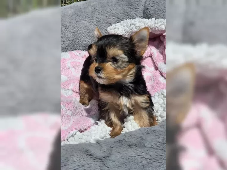 Adorable Yorkshire Terrier puppies image 2