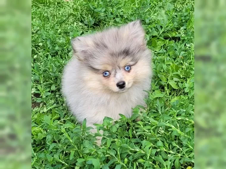 Pomsky puppies image 2