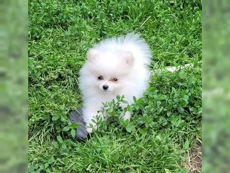 Pomsky puppies image 3