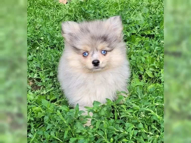 Pomsky puppies image 5