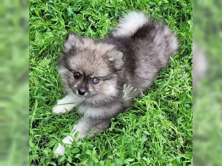 Pomsky puppies image 4