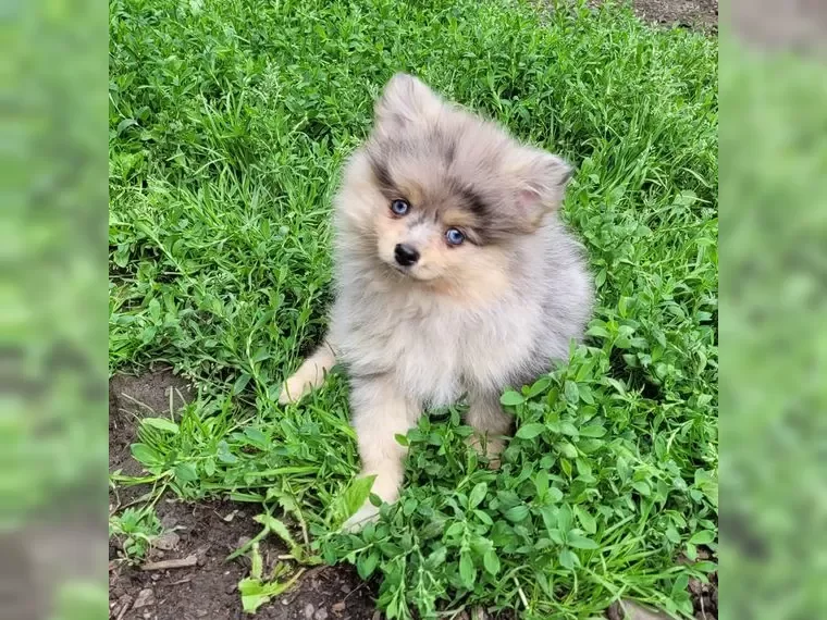Pomsky puppies image 6