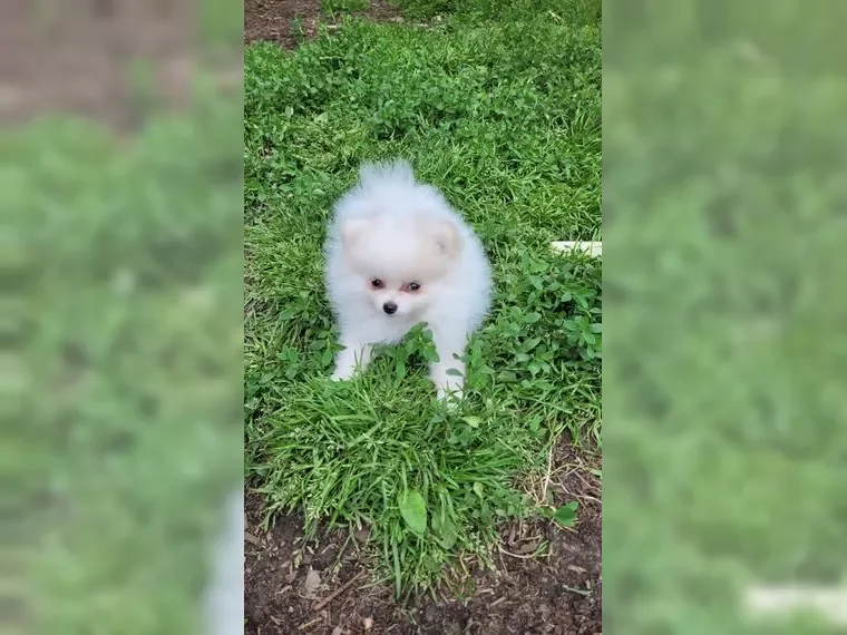 Pomsky puppies image 8