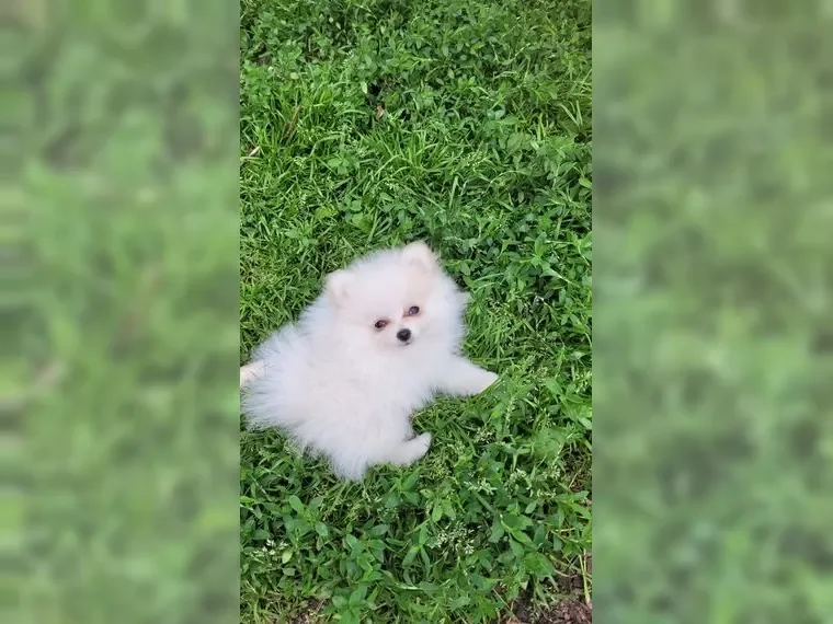Pomsky puppies image 7