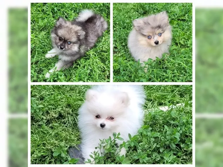Pomsky puppies image 1