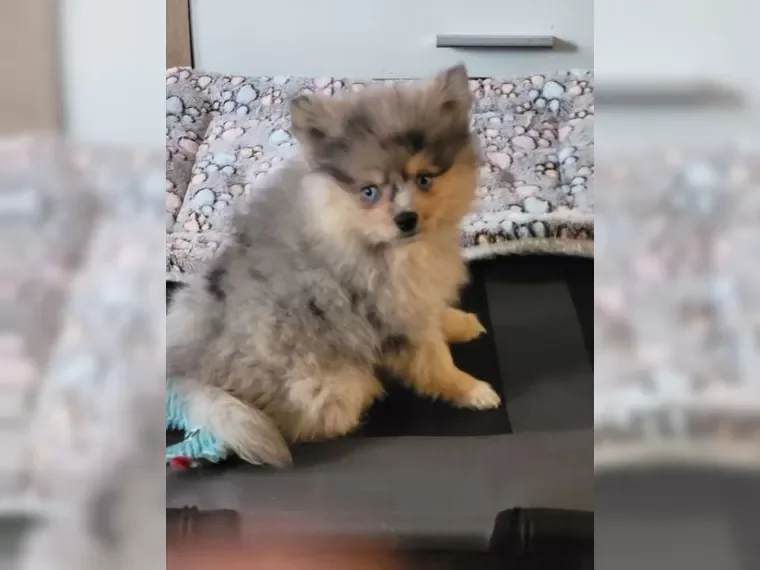 Pomsky puppies image 9