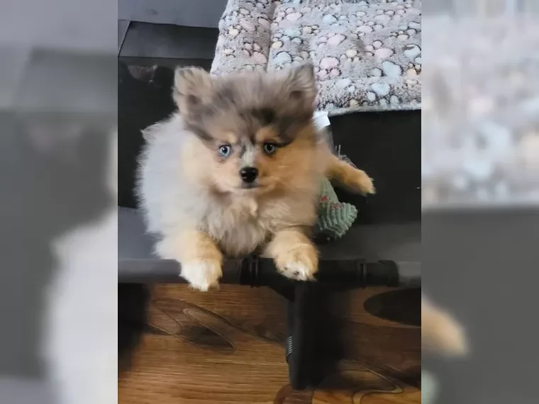 Pomsky puppies image 10