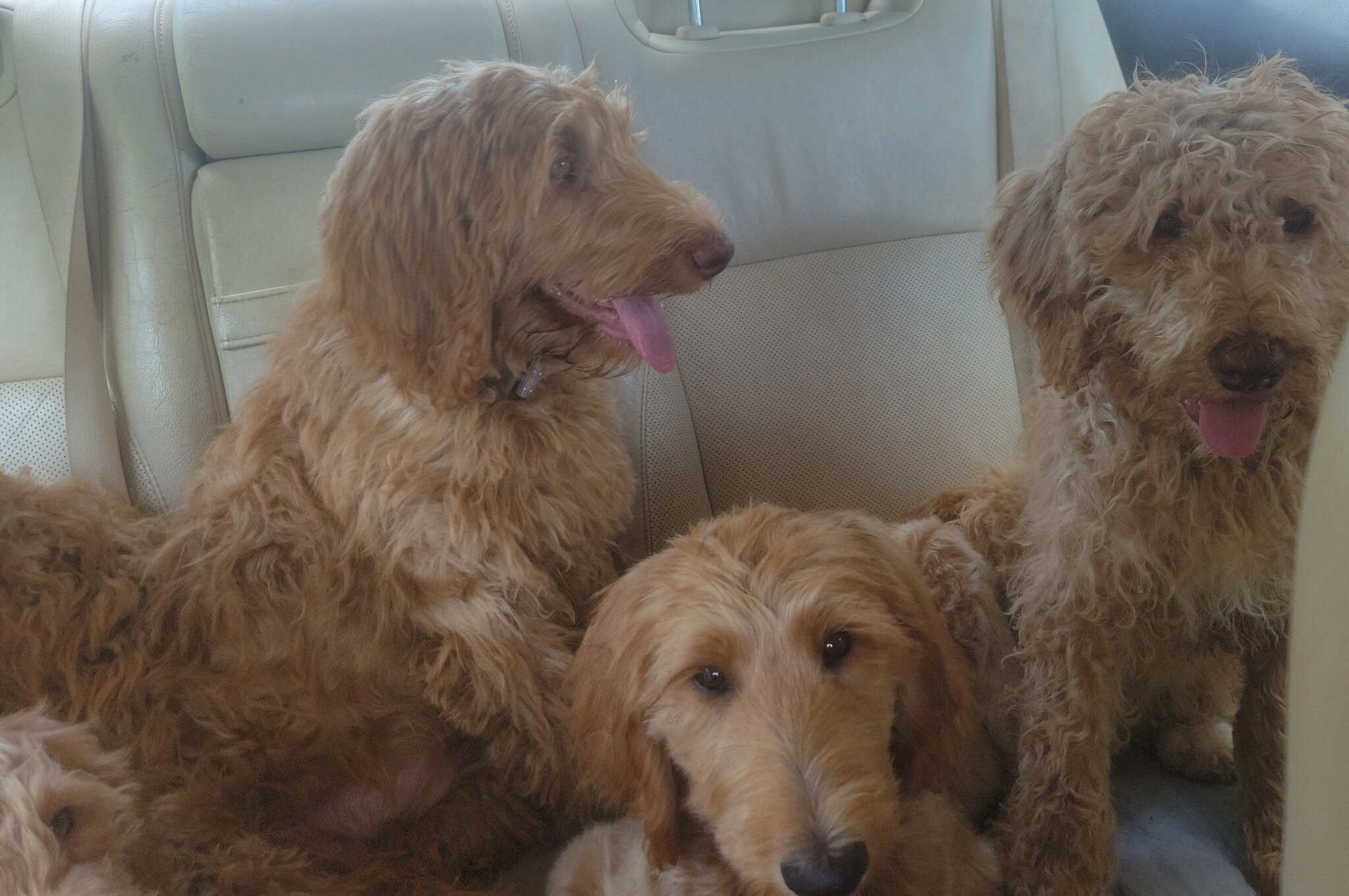 Labradoodles image 5