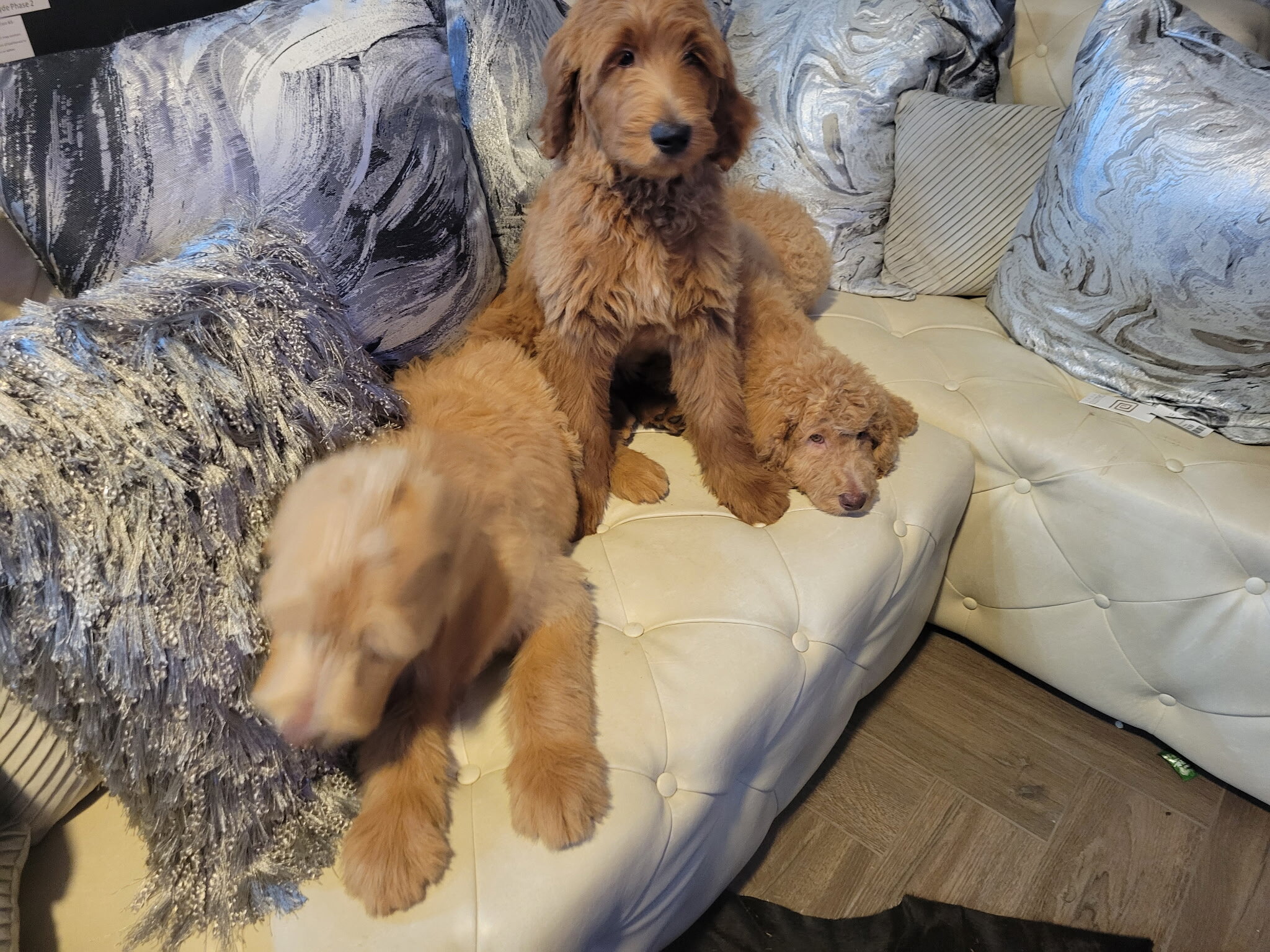 Labradoodles image 4