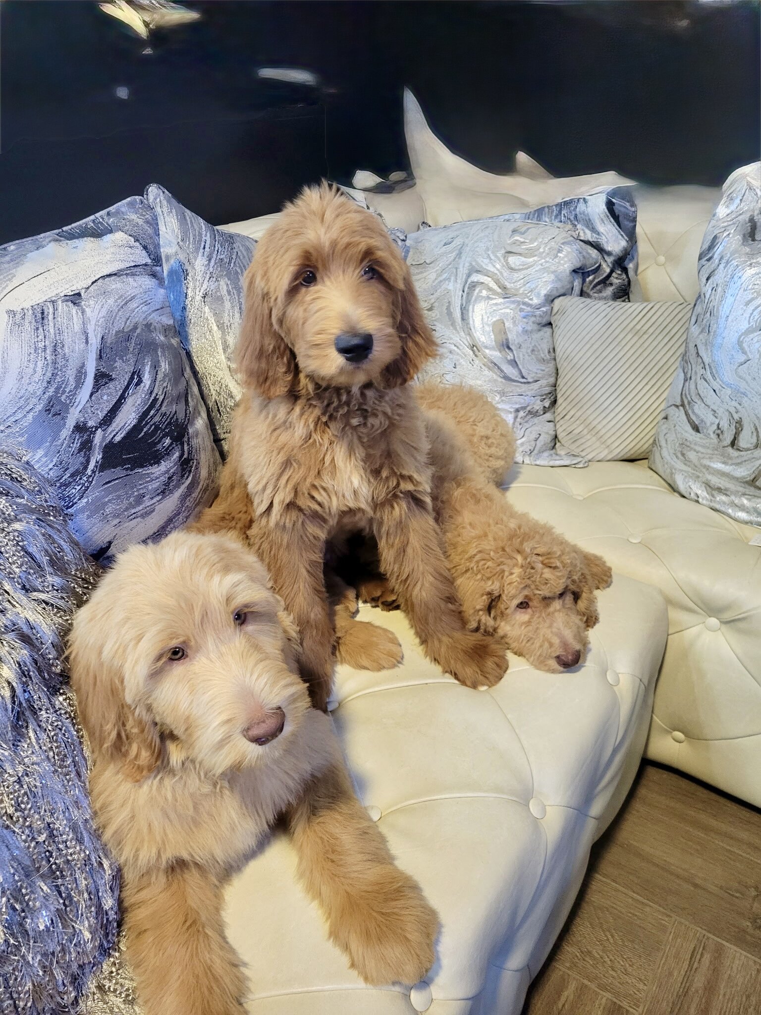 Labradoodles image 1