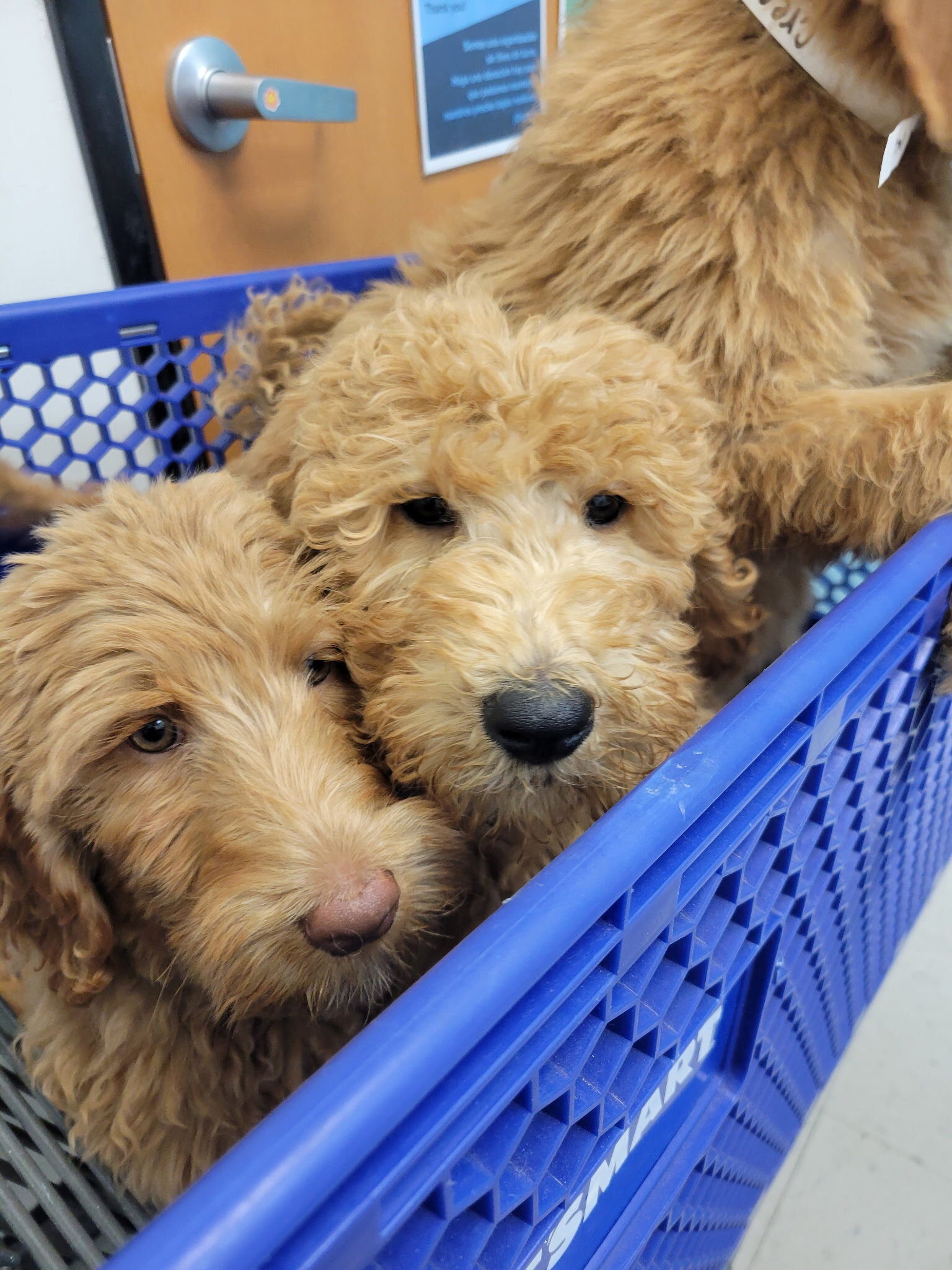 Labradoodles image 3