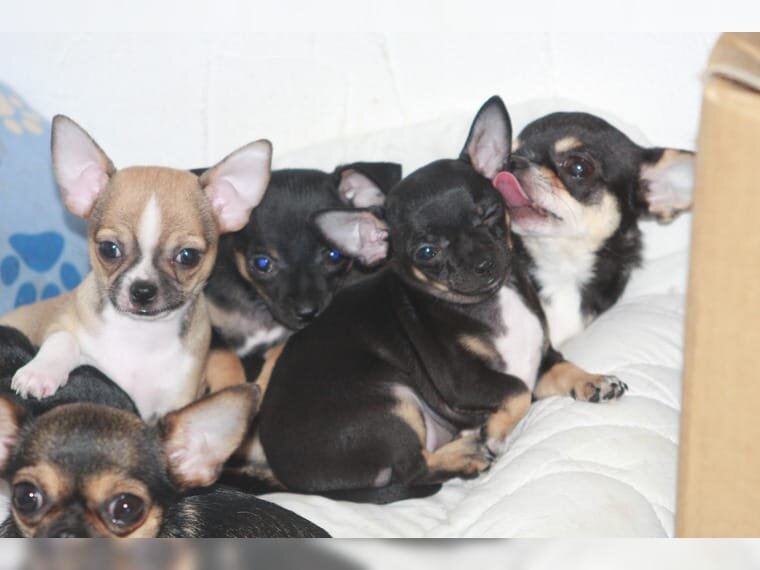 Chihuahua puppies image 1