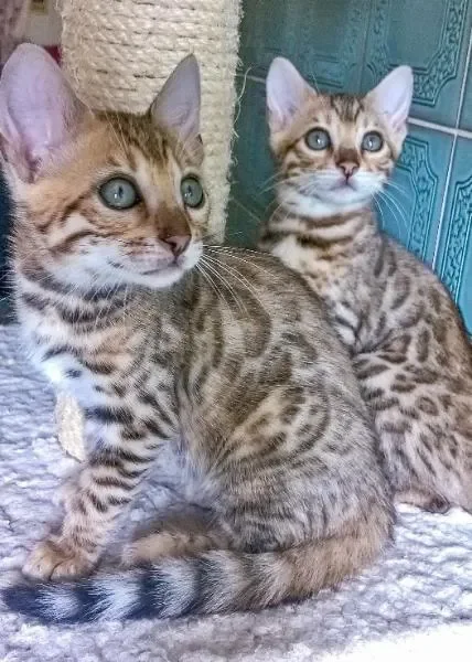 Bengal Cats image 1