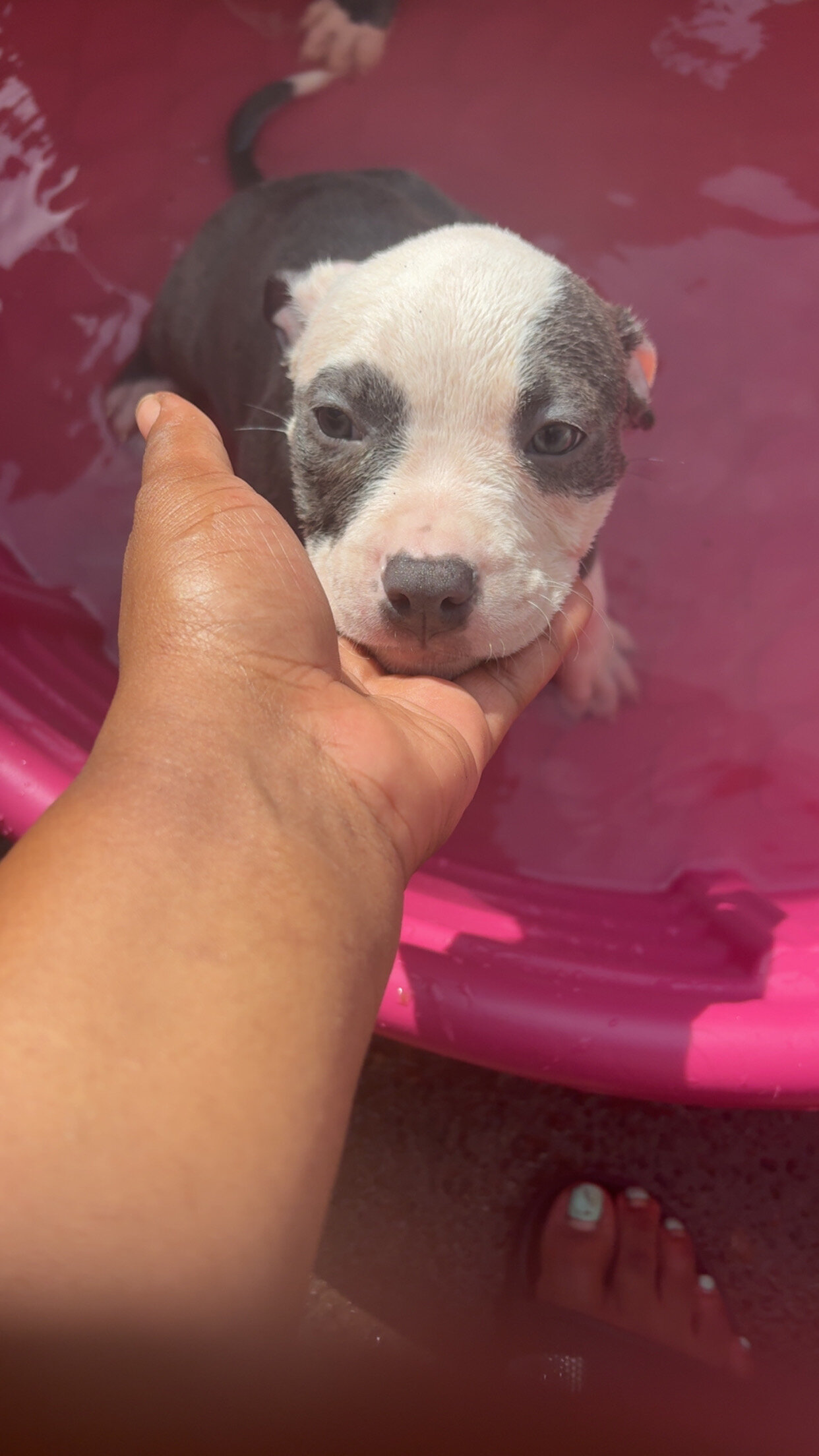 Blue nose pitbull puppies image 1
