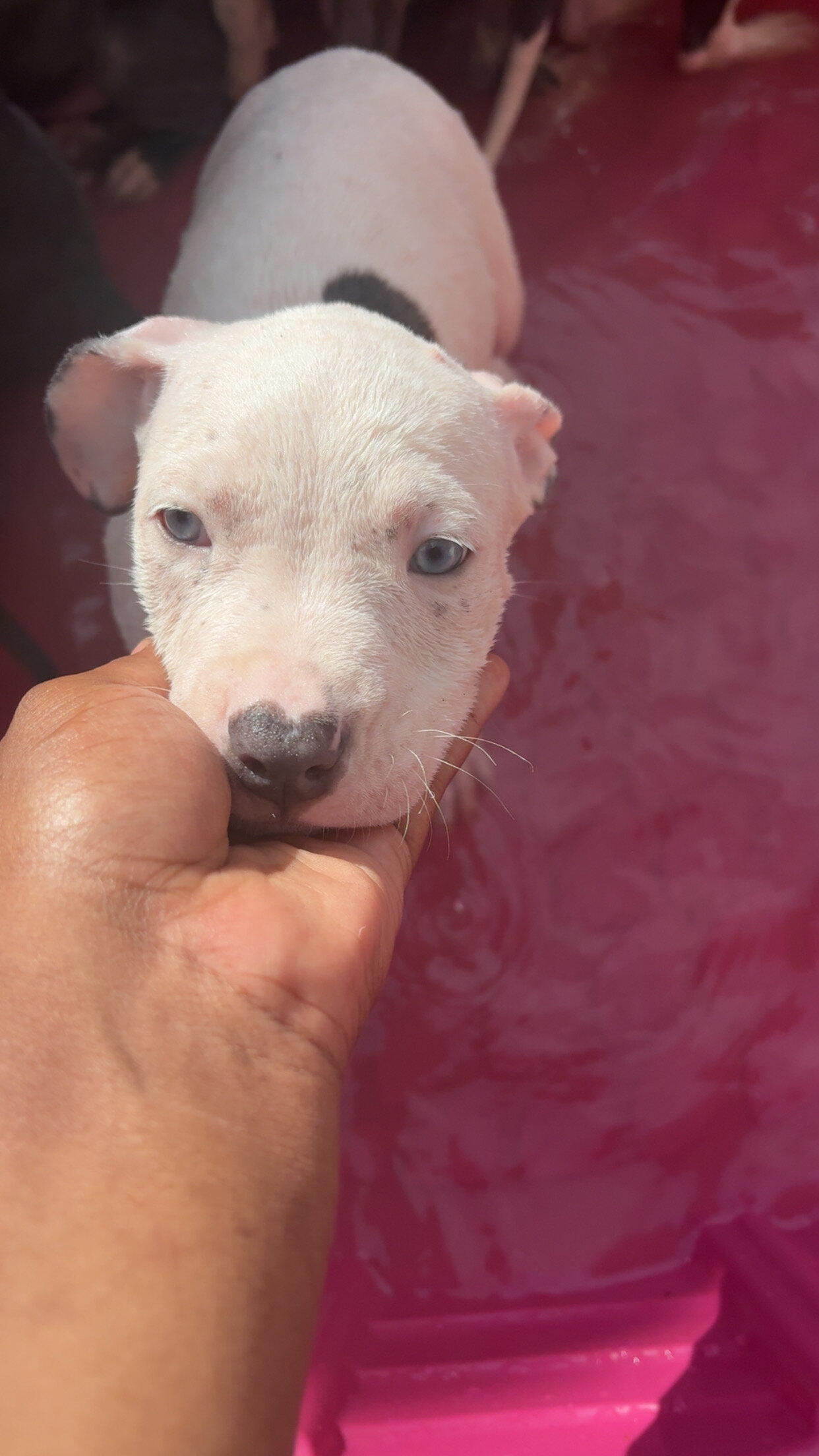 Blue nose pitbull puppies image 2