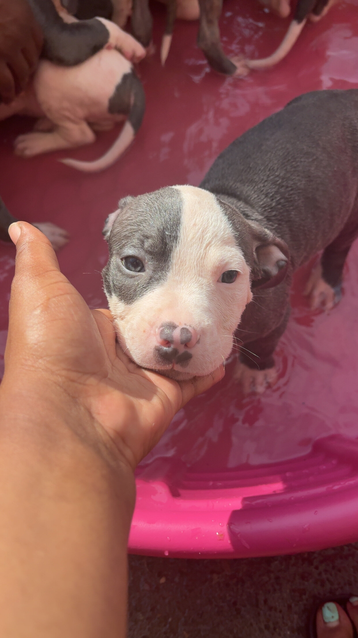 Blue nose pitbull puppies image 3