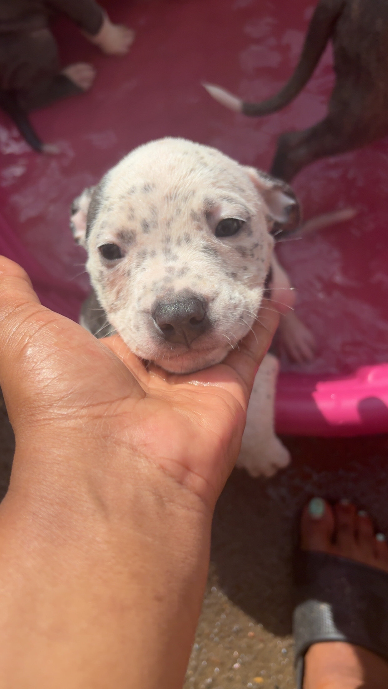 Blue nose pitbull puppies image 4