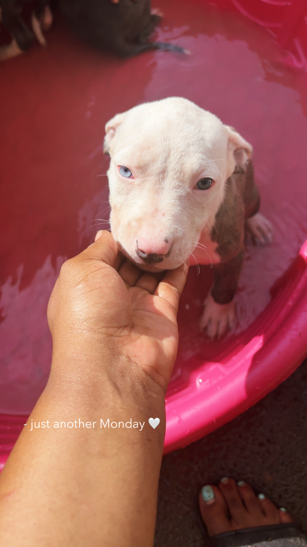 Blue nose pitbull puppies image 5