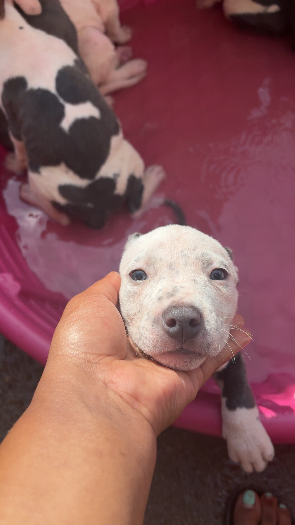 Blue nose pitbull puppies image 6