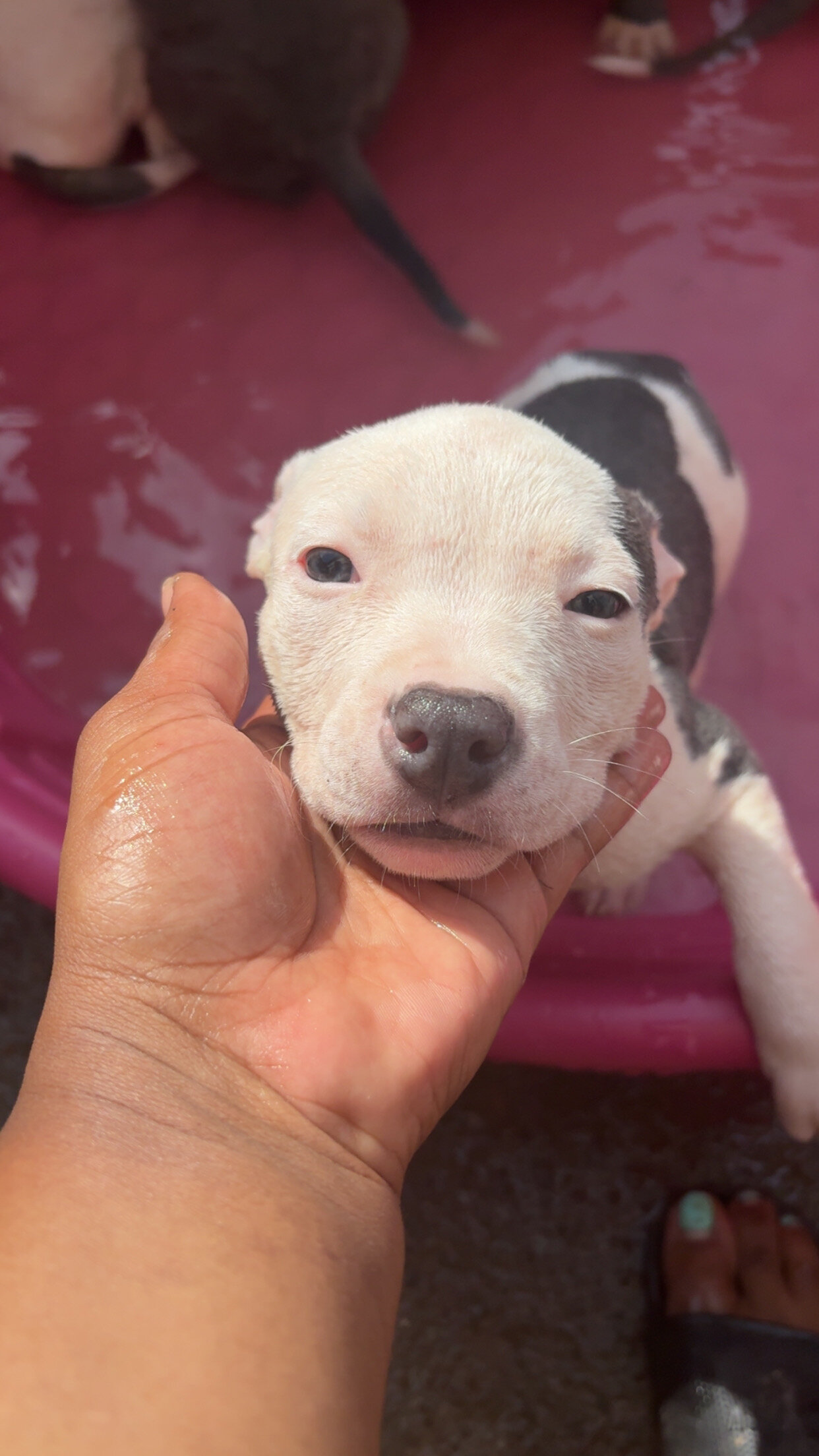 Blue nose pitbull puppies image 7