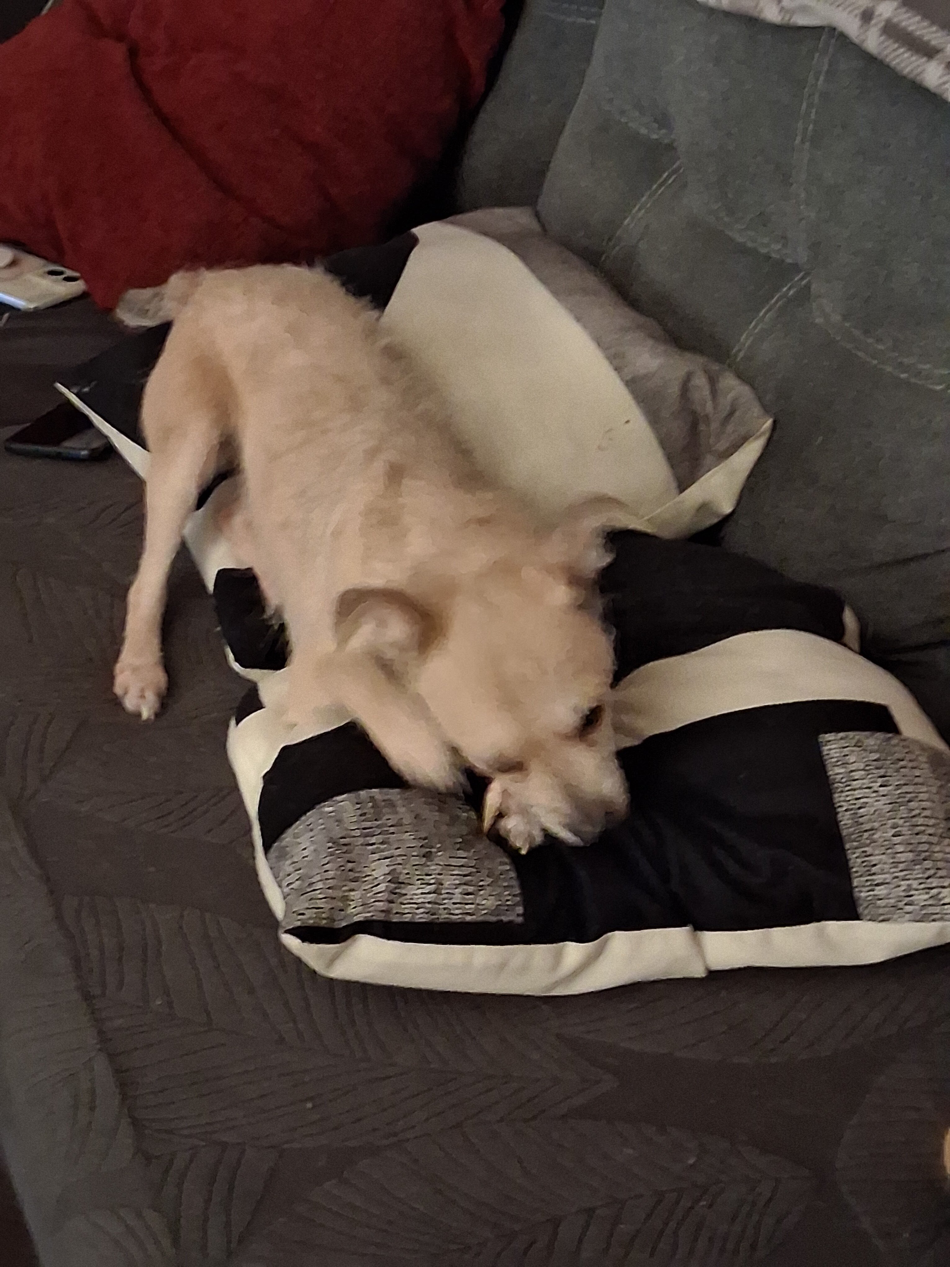 Dog image 2