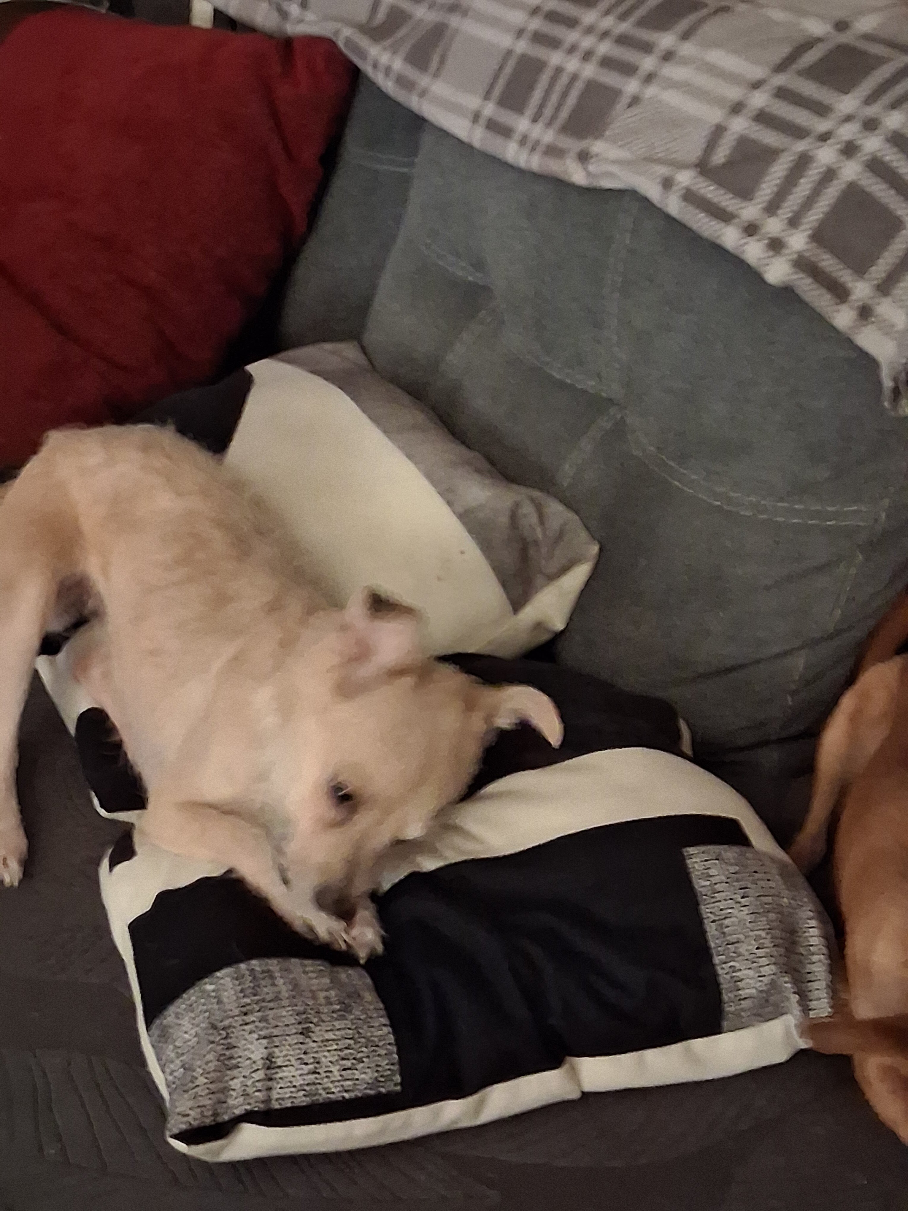 Dog image 1