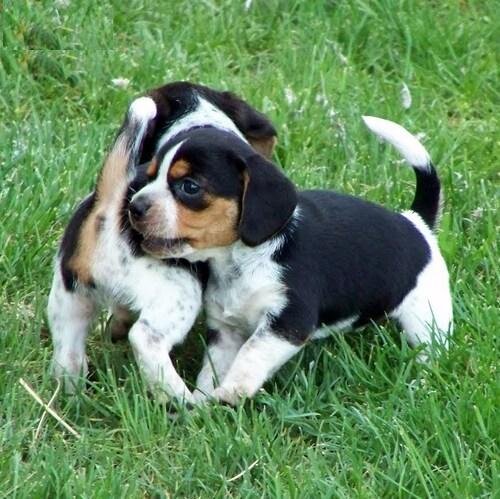 Awesome Beagle puppies ready to go out now. image 1