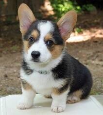 Sweet Male and female Pembroke Welsh Corgi Puppies image 1