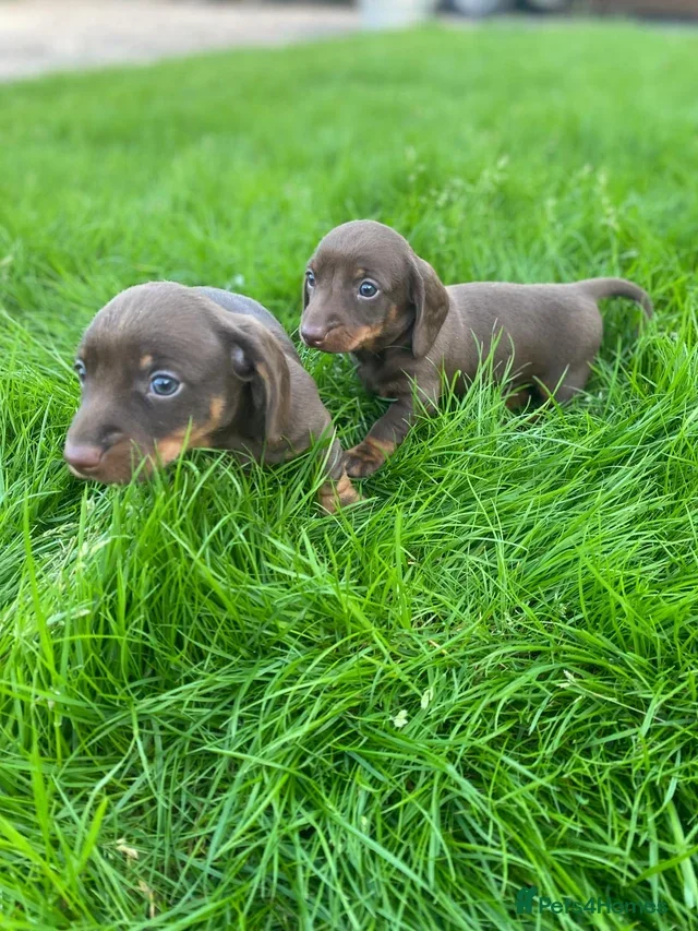 Dachshund Females and Males image 1