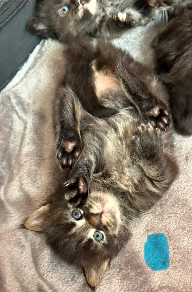 Maine Coon Kittens for Adoption image 2