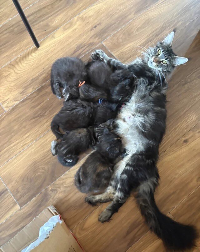 Maine Coon Kittens for Adoption image 1