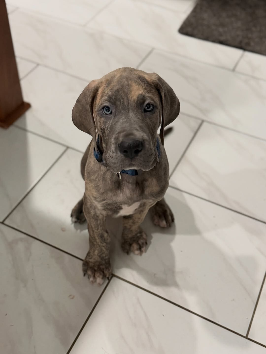 Two Great Danes pups image 2