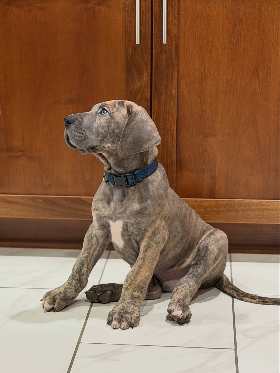 Two Great Danes pups image 1