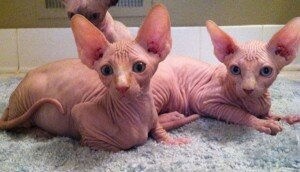 Beautiful Blue Sphynx Boy and girl image 1