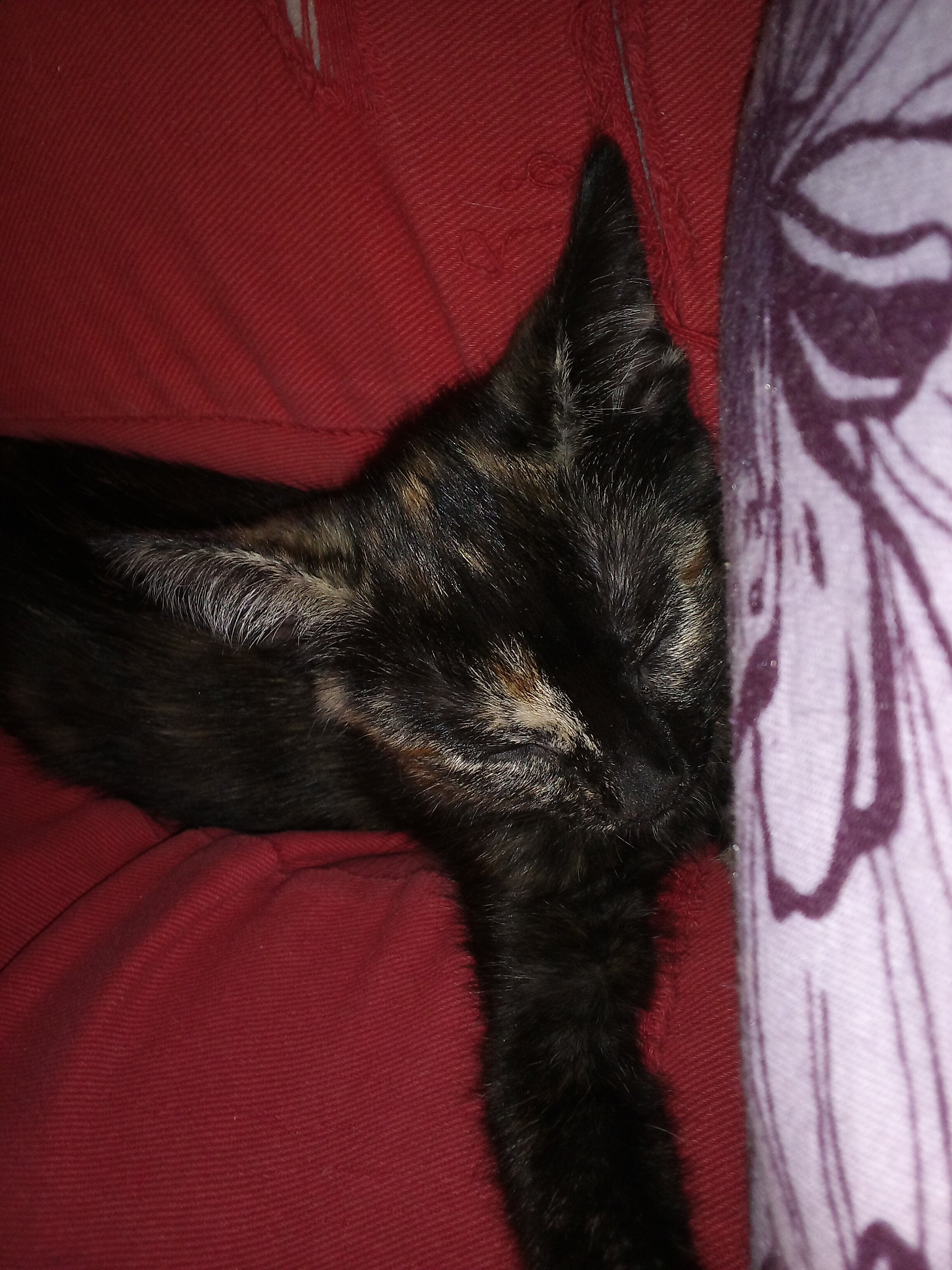 Super cute kitty image 1
