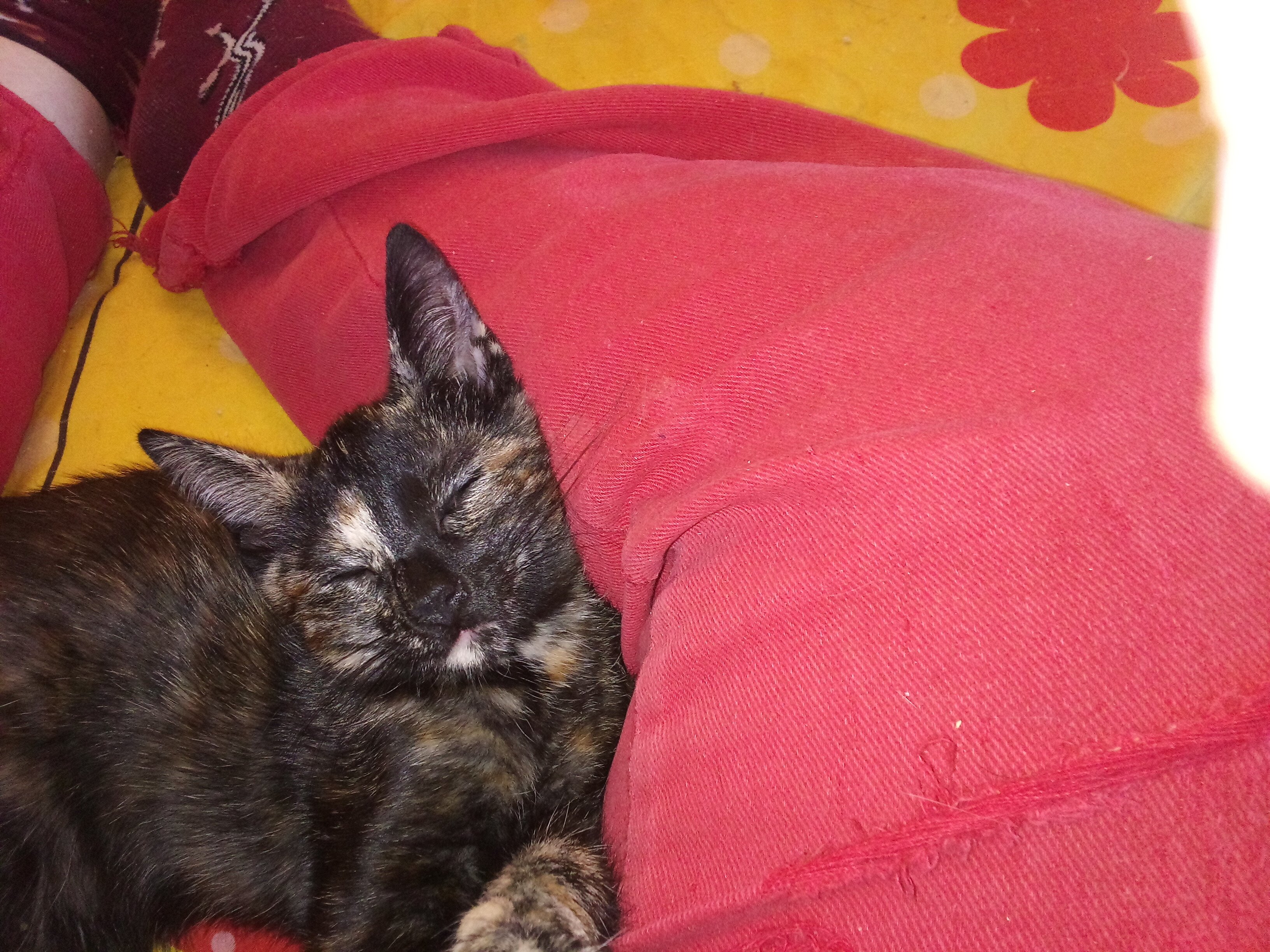 Super cute kitty image 2