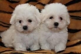 Maltese Puppies in need of a new home image 1