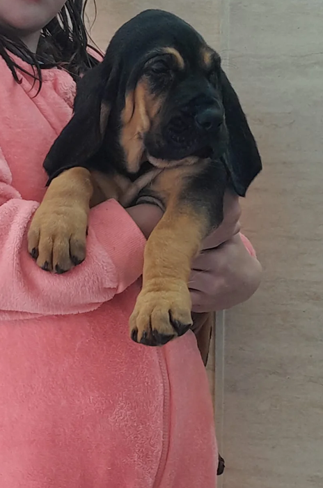Available Bloodhound Puppies image 1