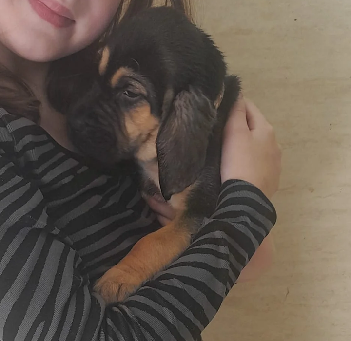 Available Bloodhound Puppies image 2