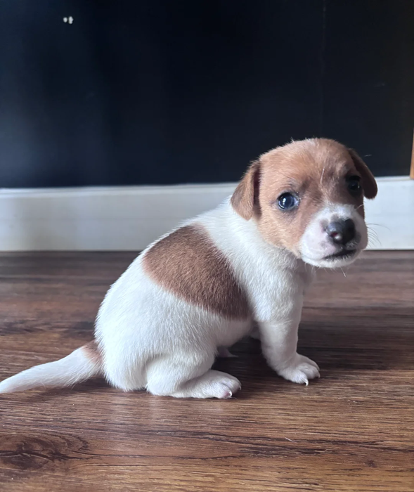 3 gorgeous Jack Russell puppies image 1