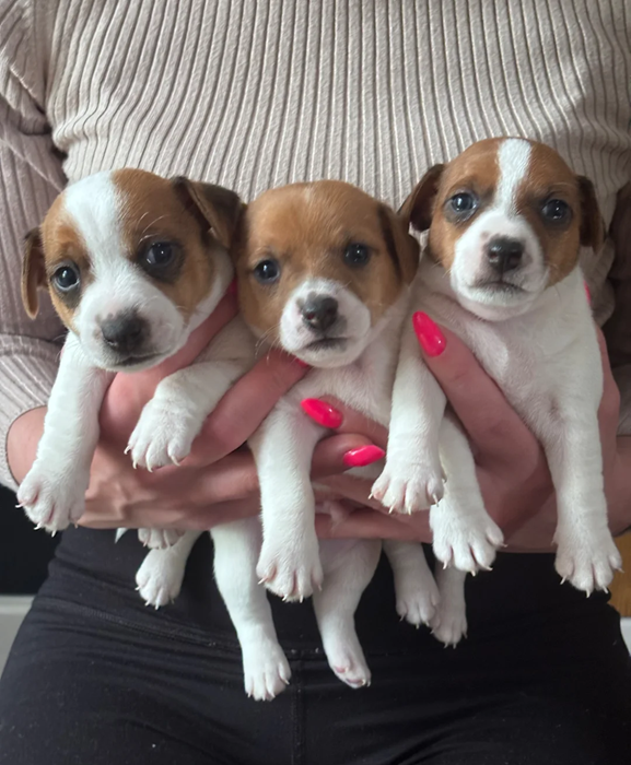 3 gorgeous Jack Russell puppies image 2