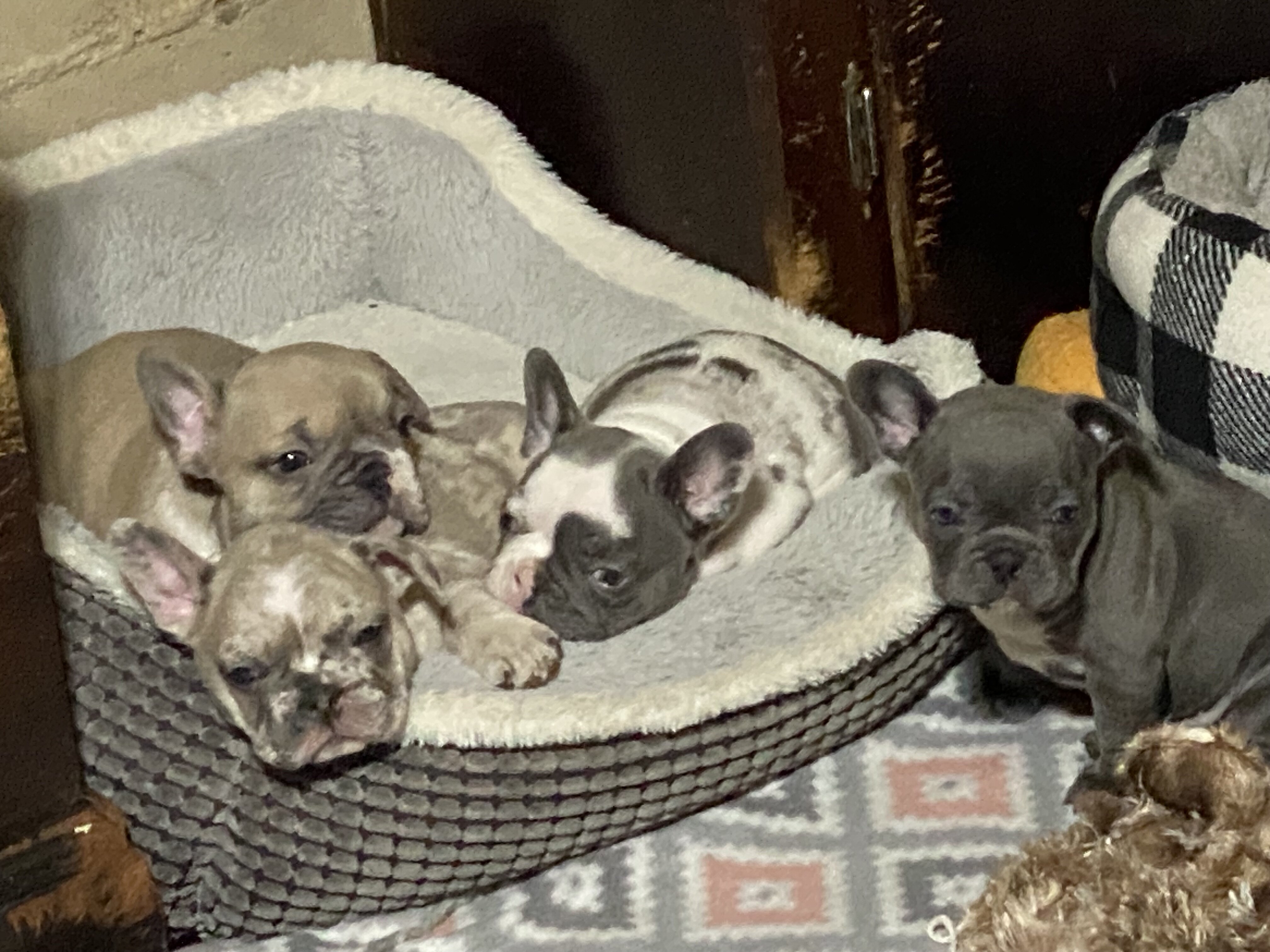 French bulldogs image 1
