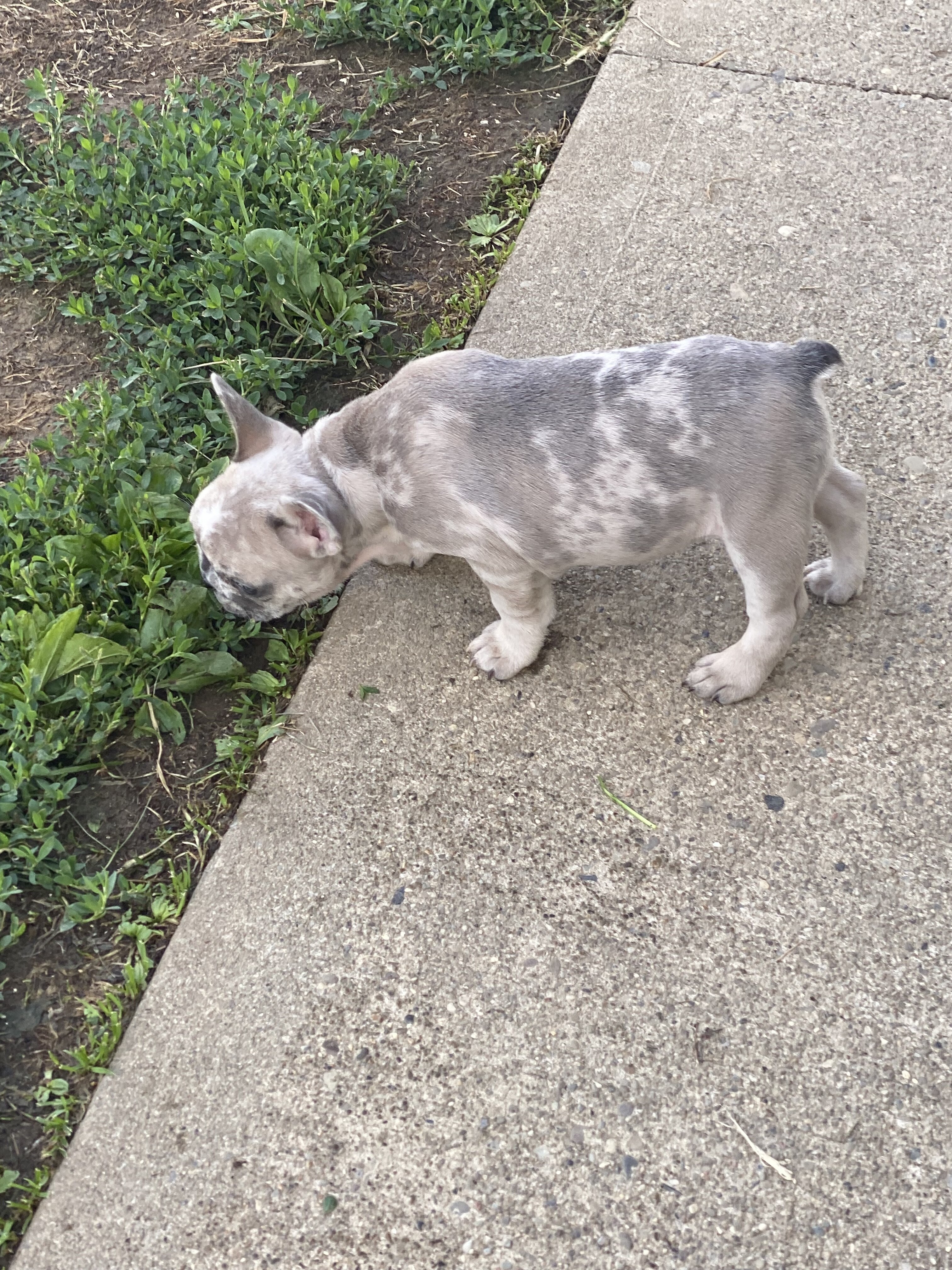 French bulldogs image 4