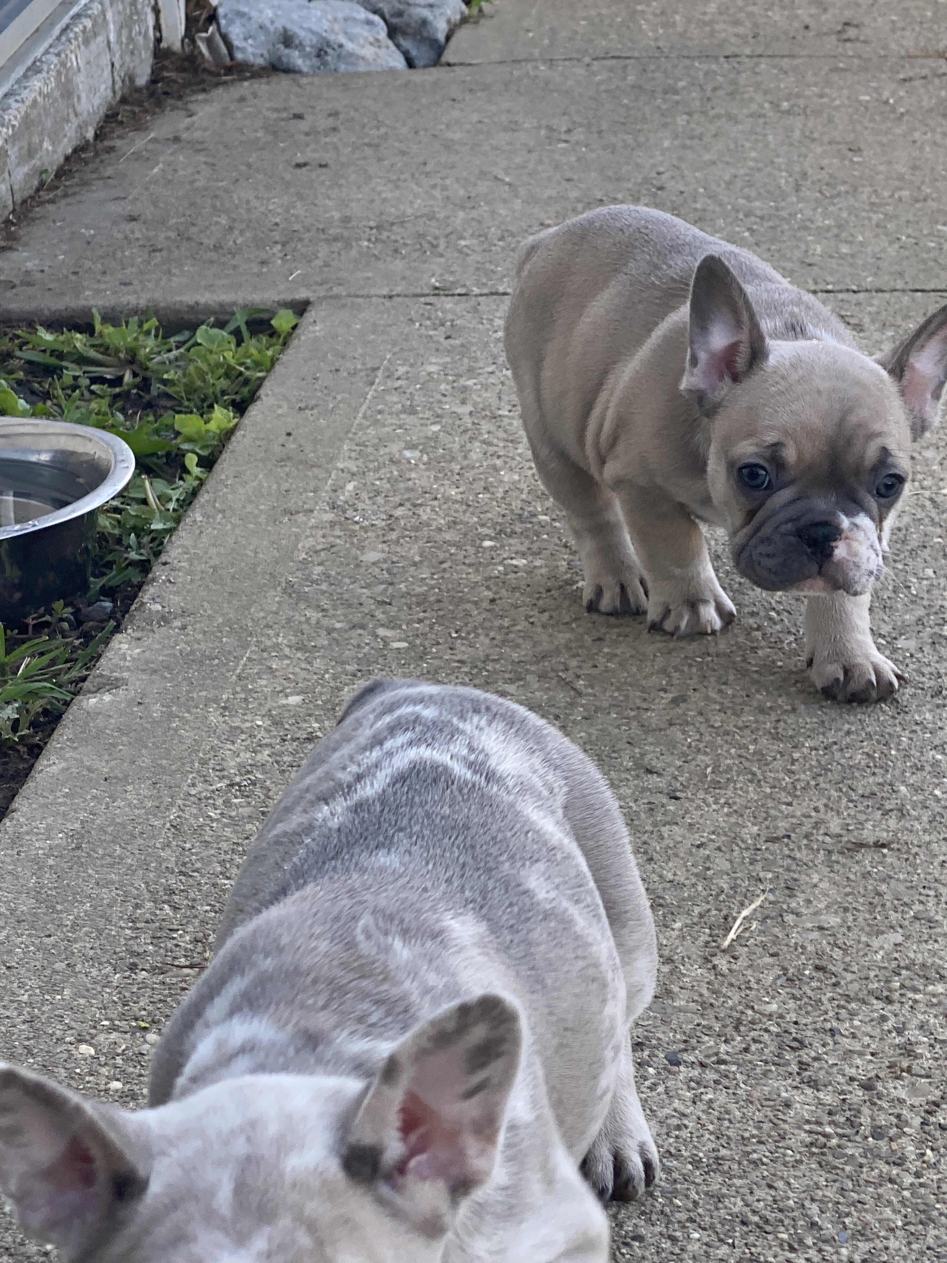 French bulldogs image 5